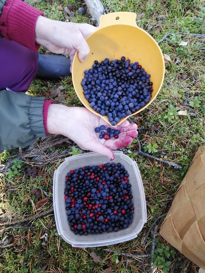 Miško uogos – vasaros gaiva ir gyvybė